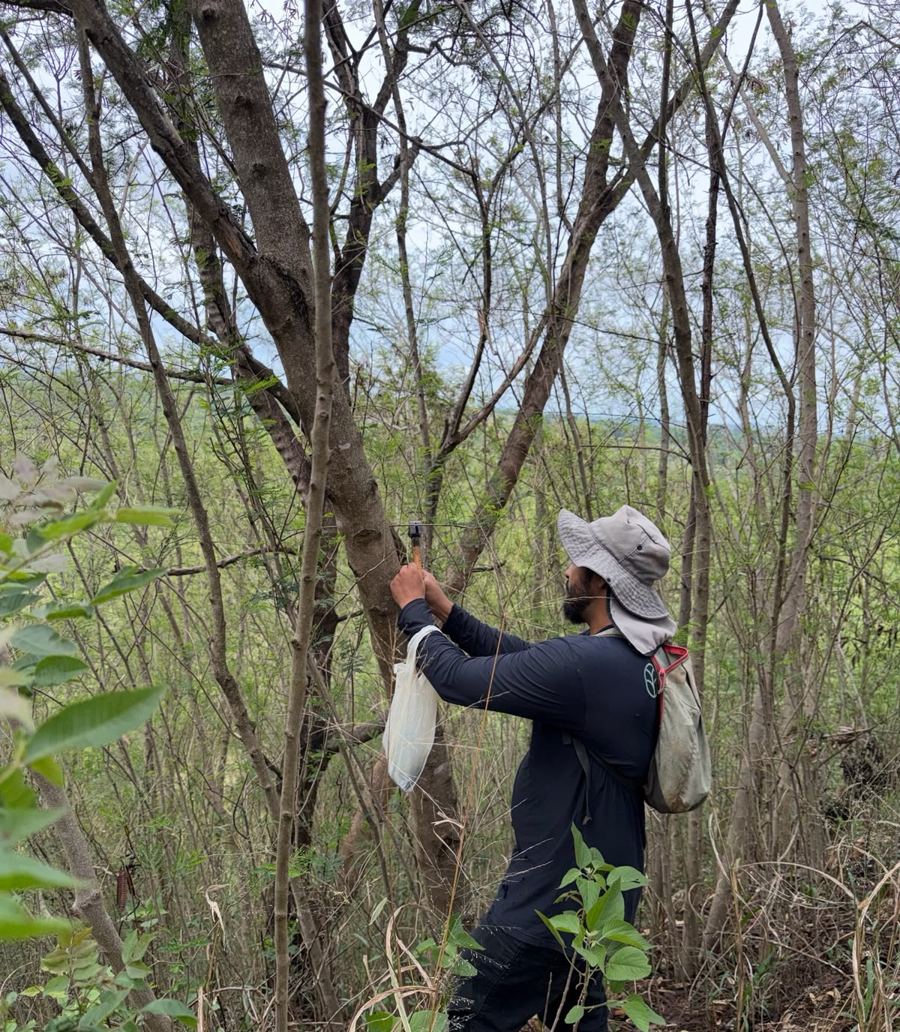 Técnico da AGflora coletando material botânico em área de cerrado