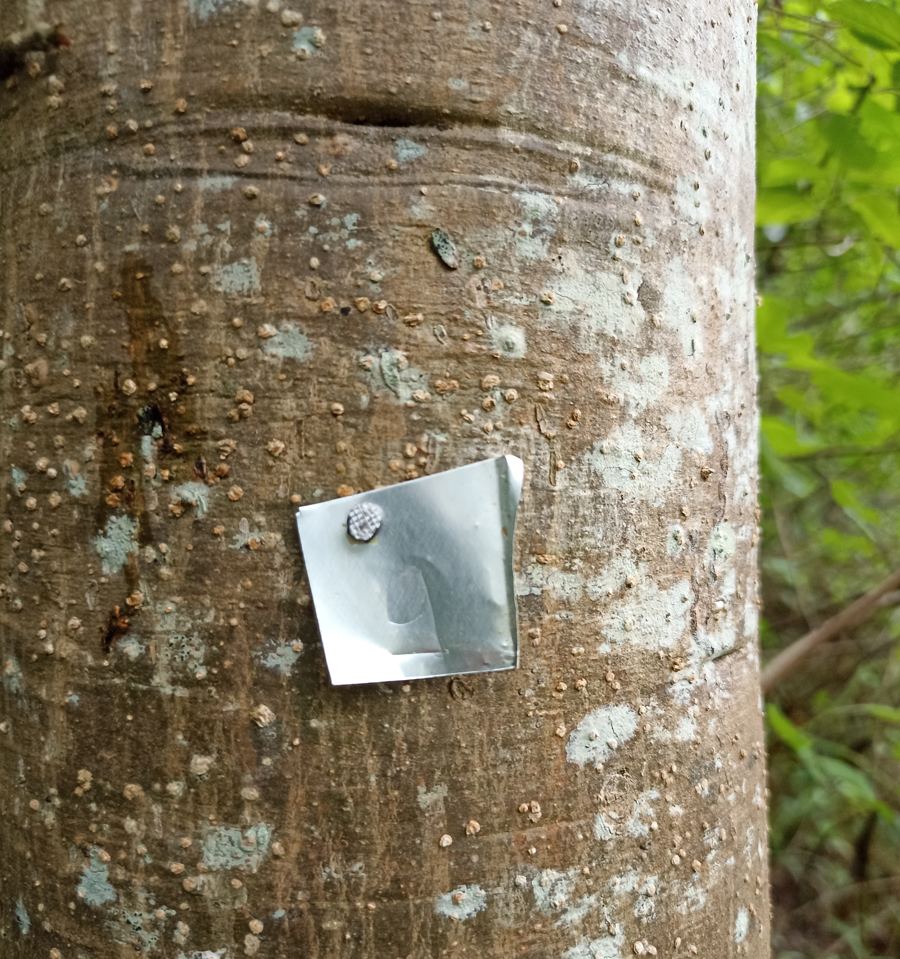Tronco de árvore com plaqueta de identificação numerada usada no inventário florestal